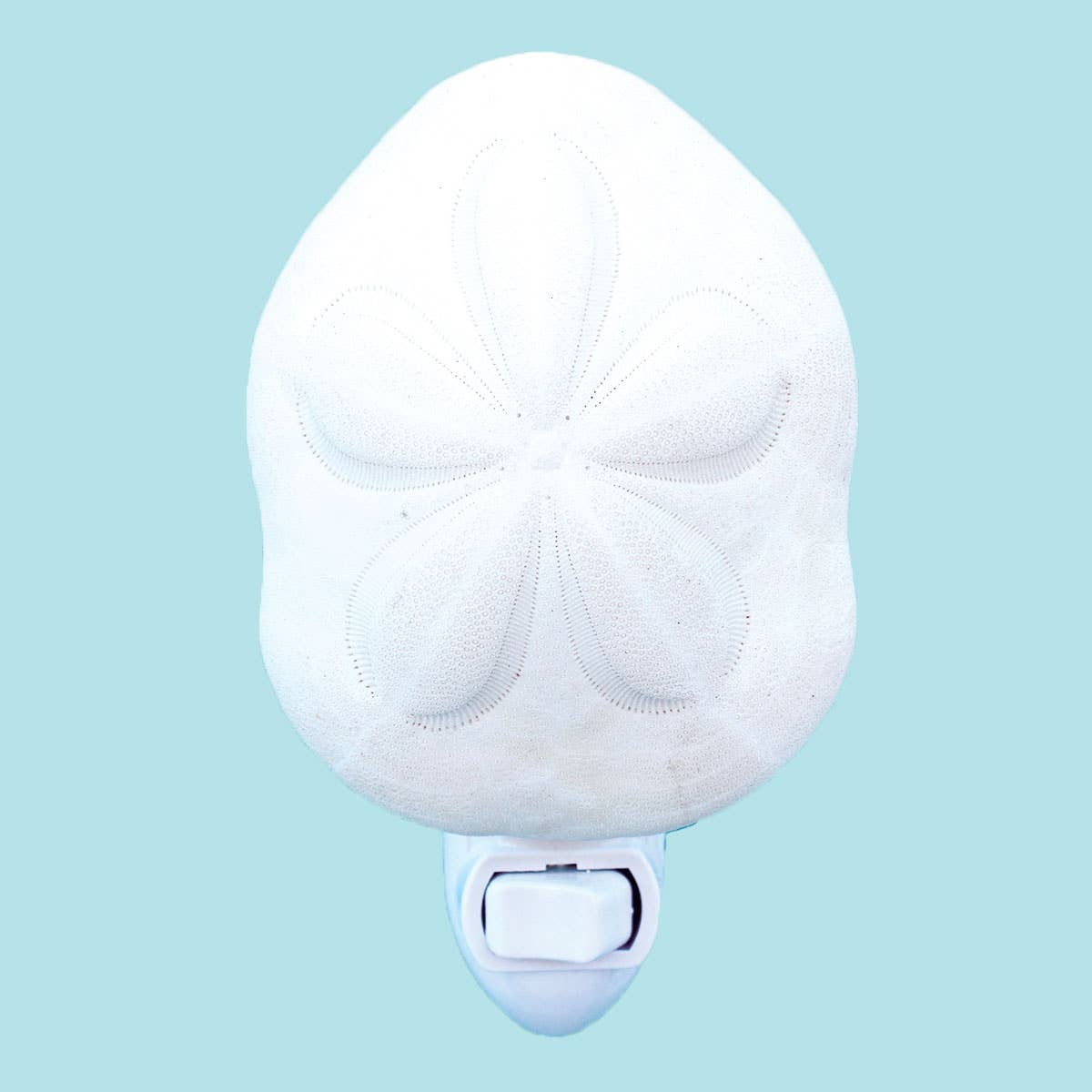 Sea Biscuit Night Light