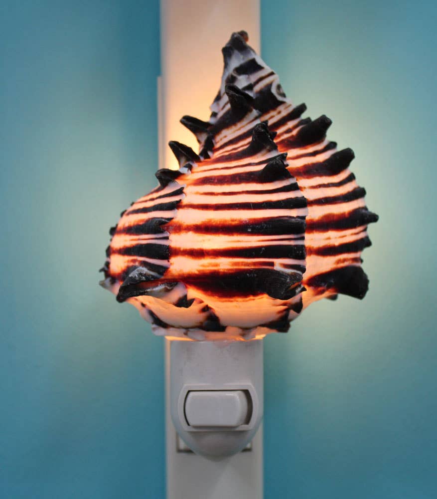 Black Murex Seashell Night Light